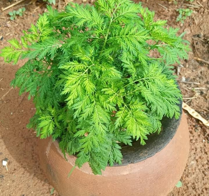 Artemisia annua, a plant between medicine and politics