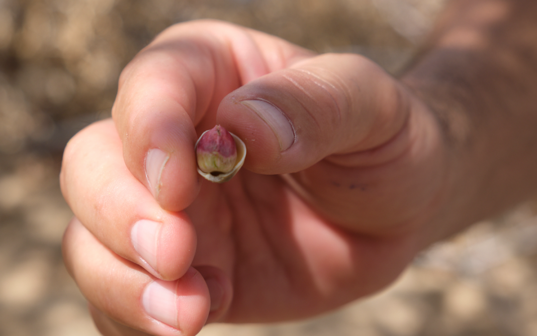 La pistache de Gafsa, la valorisation d’un produit de terroir